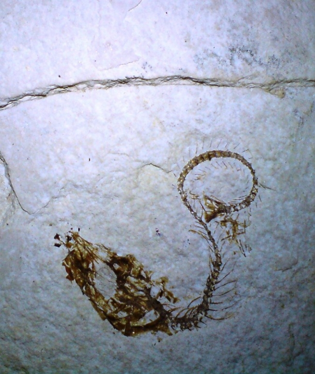 Oligoceńska skamieniałość w menilitowym łupku