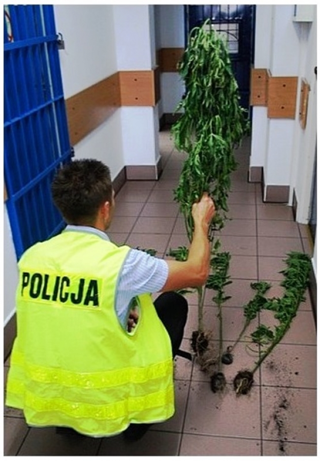 Policjanci ujawnili uprawę marihuany